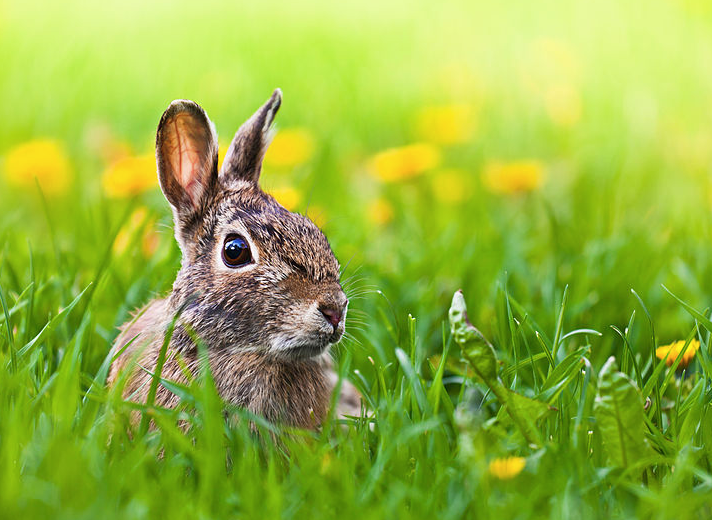 It is closely related to the same organism that causes syphilis in humans, but the rabbit form, <em>Treponema paraluis cuniculi</em>, can't be spread to other animals or people. In rabbits, it breeds like rabbits, though. <a href="http://www.merckmanuals.com/vet/exotic_and_laboratory_animals/rabbits/bacterial_and_mycotic_diseases_of_rabbits.html#v3306565?qt=&amp;sc=&amp;alt=">Rabbits spread syphilis</a>, which is also called vent disease, through sexual contact and through birth, just like humans. They develop small genital ulcers, which eventually scab over. Also just like we can, rabbits can be treated with penicillin to eradicate the bacteria.