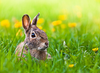 It is closely related to the same organism that causes syphilis in humans, but the rabbit form, <em>Treponema paraluis cuniculi</em>, can't be spread to other animals or people. In rabbits, it breeds like rabbits, though. <a href="http://www.merckmanuals.com/vet/exotic_and_laboratory_animals/rabbits/bacterial_and_mycotic_diseases_of_rabbits.html#v3306565?qt=&amp;sc=&amp;alt=">Rabbits spread syphilis</a>, which is also called vent disease, through sexual contact and through birth, just like humans. They develop small genital ulcers, which eventually scab over. Also just like we can, rabbits can be treated with penicillin to eradicate the bacteria.