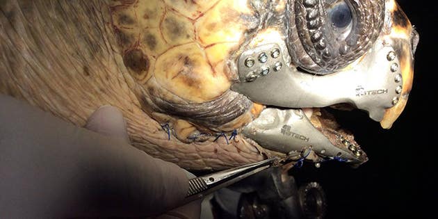 Wounded Sea Turtle Gets A 3D-Printed Jaw