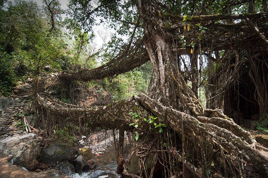 In Meghalaya, a state in northeast India, the rubber tree <em>Ficus elastica</em> is encouraged to grow its roots across a river by a betel nut trunk cut in half and hollowed out into a half-cylinder. After taking root in the opposite bank, the living bridge can last for hundreds of years.