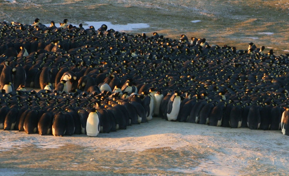 As Lower Levels Melt, Penguins Climb Ice Cliffs To Breed