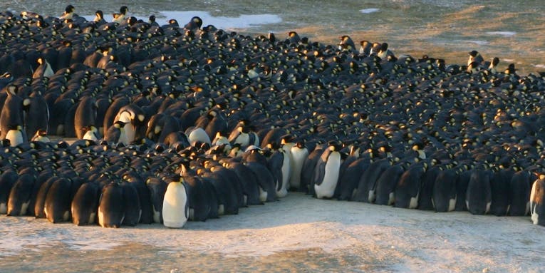 Video: The Physics Of Emperor Penguin Huddles