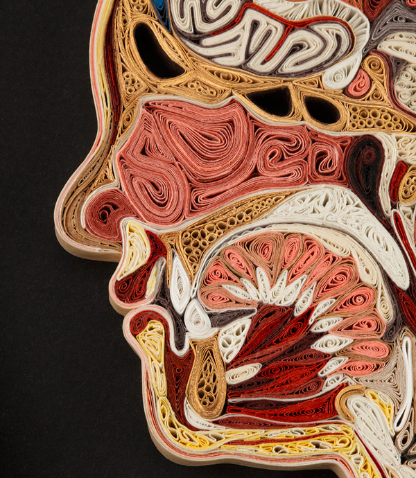 Today in Scientific Papercraft: Anatomical Cross-Sections