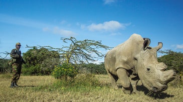 Inside the high-tech, last-ditch effort to save the northern white rhino