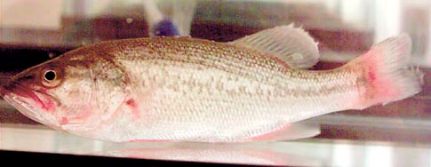 <em>The potential impact of nanoparticles on marine life concerns Southern Methodist University toxicologist Eva Oberdrster, who recently completed a study involving captive large-mouth bass. The tiny particles may be small enough to lodge inside their brain tissue.</em>