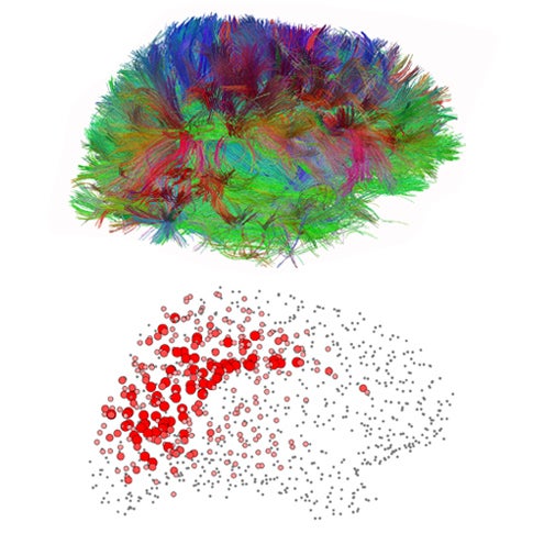 Above, the major paths of brain cells. Below, the busiest hubs of neural connection (red).
