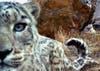A camera trap in Tajikistan, near the Afghan border, was set to capture snow leopards. It wasn't specifically designed to capture the moment when a snow leopard cub smacked the camera and then made off with it as a toy, but hey, we'll take what comes. Read more at <a href="http://www.wired.com/wiredscience/2012/01/snow-leopard-photo/">Wired</a>.