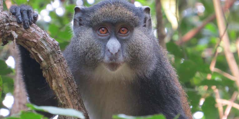 New poop sample analysis reveals interspecies monkey romance