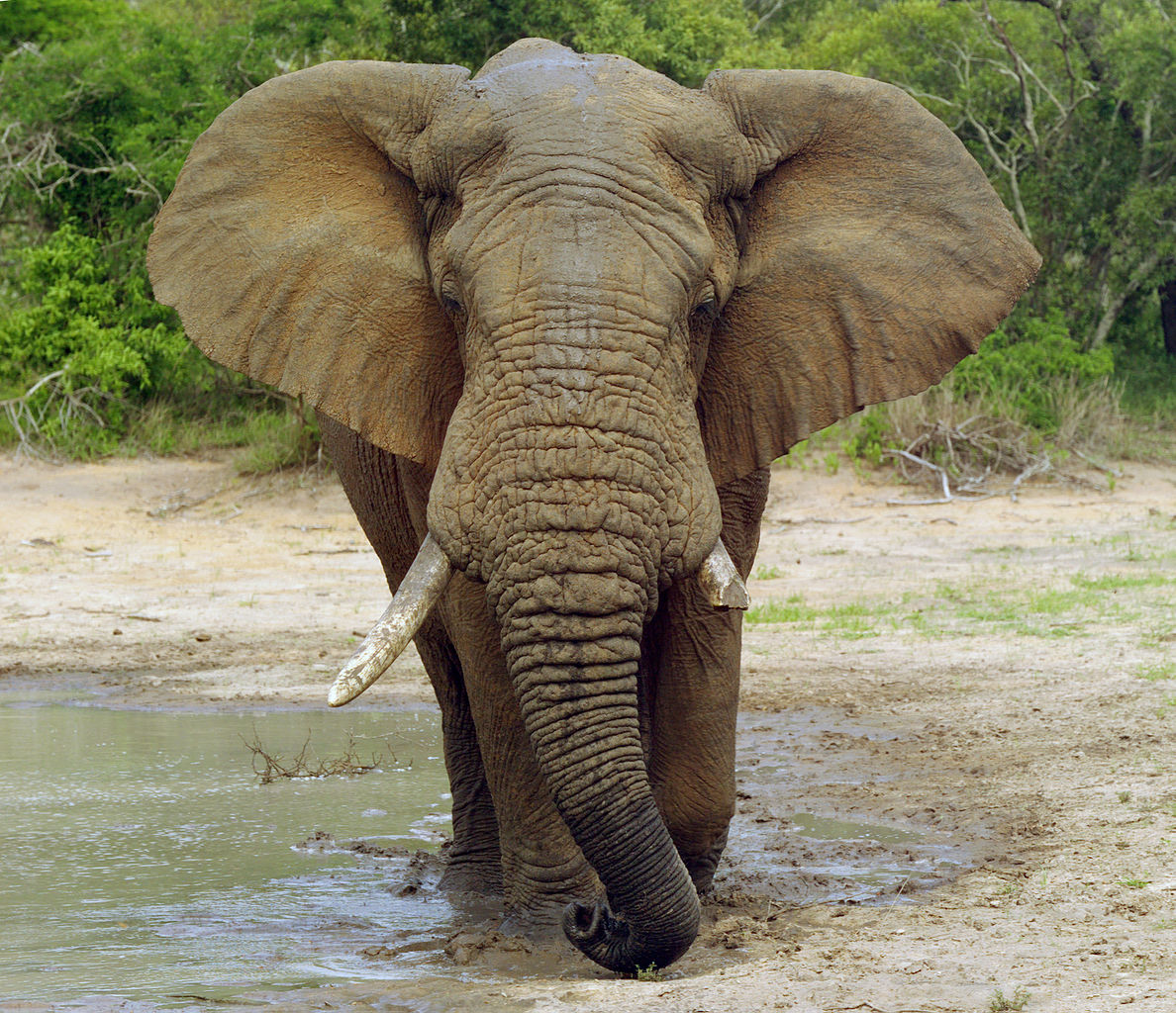 Found: A Gene That Prevents Elephants From Getting Cancer