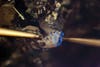 A nine-volt battery creates a tiny patch of blue light in a silicon carbide crystal. This is not a spark; it's the same electroluminescent effect that drives all LEDs.
