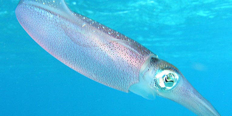 Squid-Inspired Tape Could Help Camouflage Soldiers