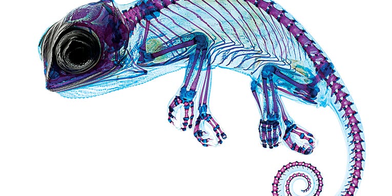 The 10 Best Science Images, Videos, And Visualizations From The 2015 Vizzies