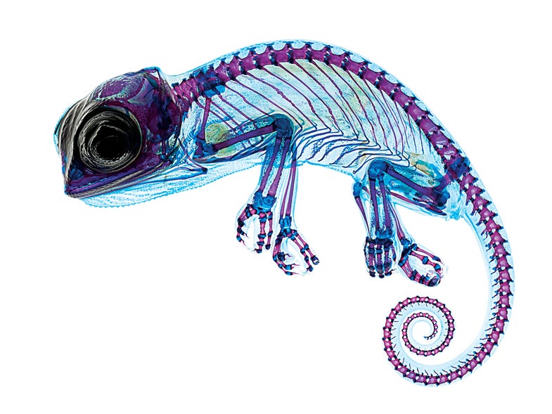 Elizabeth Marchiondo was really excited when a colleague brought this dead chameleon to her lab. [<a href="https://www.popsci.com/alcian-blue-and-alizarin-red-chameleon/">Read more</a>]