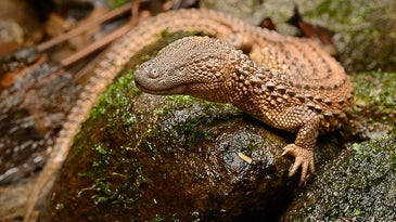 These lizards are the holy grail of herpetology—they're also targets in the illegal wildlife trade