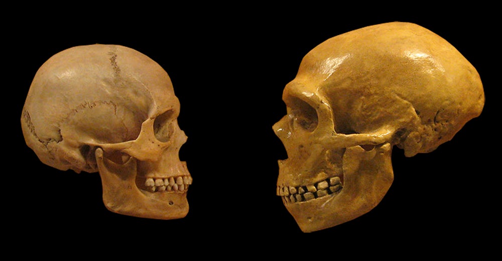 human and neanderthal skulls