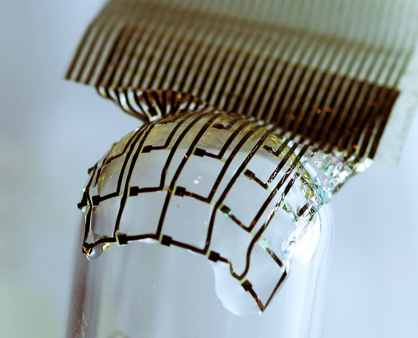 Silicon Shrinkwrap Melts Smoothly Onto Cat Brain to Monitor Activity in Real Time