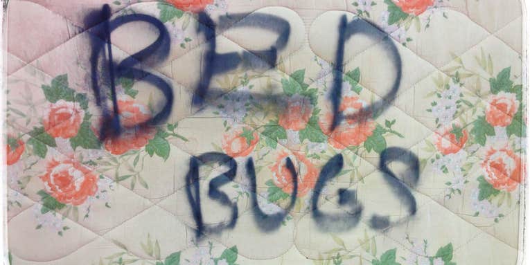 Can Bed Bug Traps Clear An Infestation?
