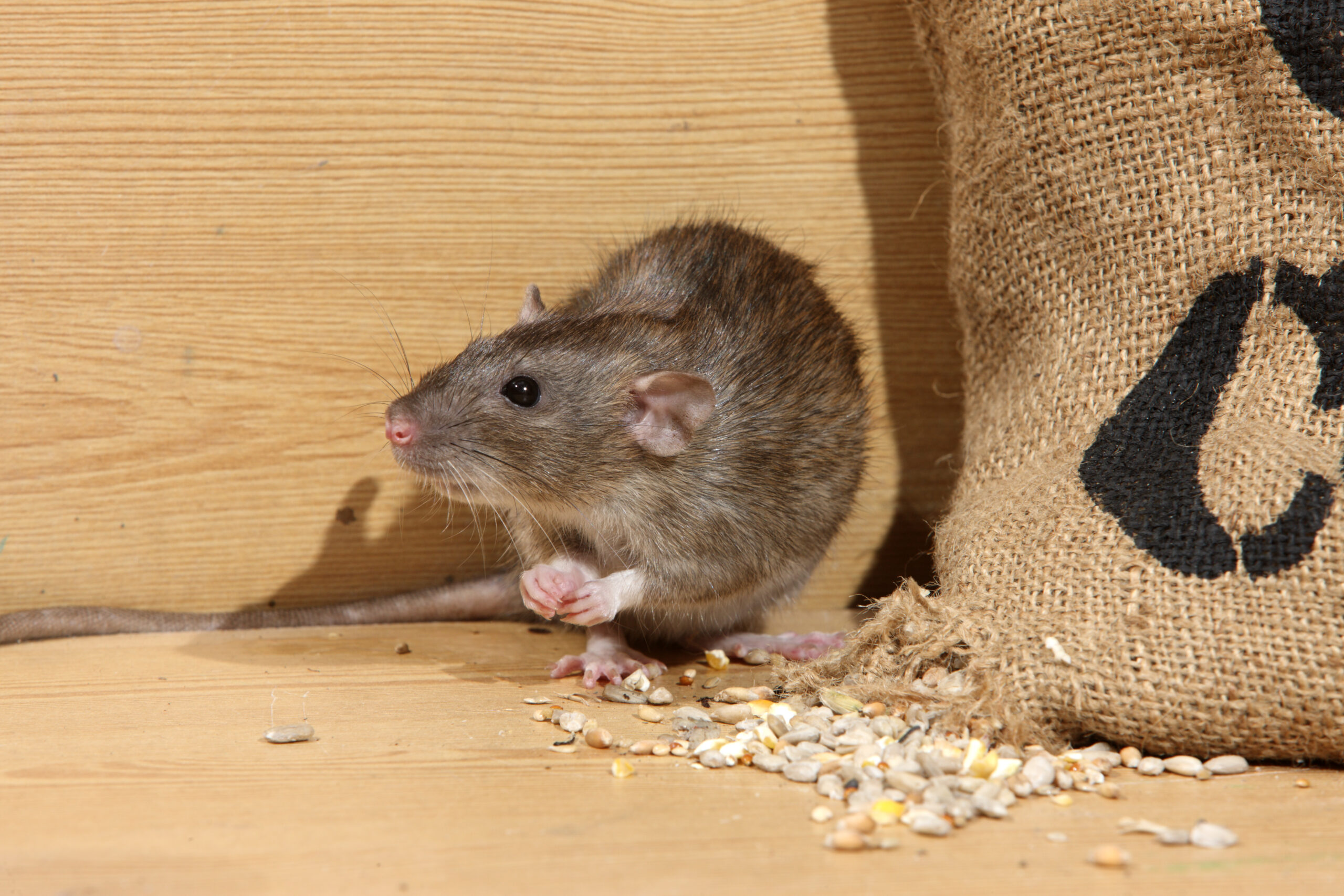 Brown rat, Rattus norvegicus, captive, by corn sack, August 2009