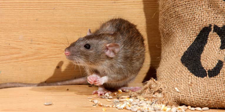 Rats have been in New York City since the 1700s and they’re never leaving