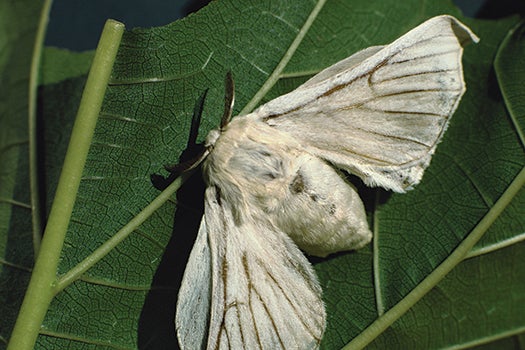 Moths don't have noses. Instead, they have antennae covered in scent receptors. While they don't detect every scent well, male silkworm moths can sense a single molecule of female sex hormone from at least a mile away.