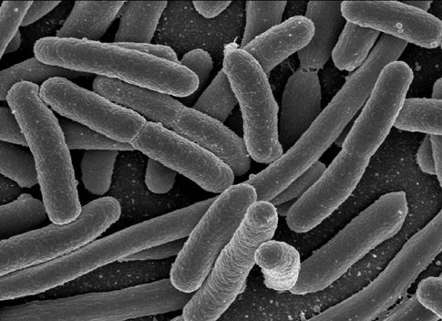 Scientists Teach E. coli Bacteria to Count