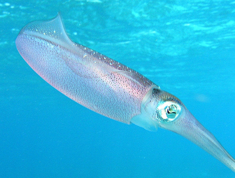 Squid Protein Could Help Brains ‘Talk’ to Computers