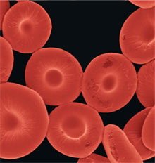 Artificial Red Blood Cells To Aid Drug Delivery, Imaging