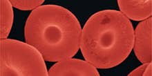 Artificial Red Blood Cells To Aid Drug Delivery, Imaging