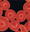 Even though they look like regular blood cells, these are actually made from synthetic, biodegradable polymers.