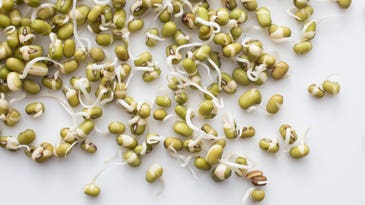 Grow fresh, nutrient-rich sprouts at home—no garden required