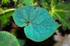 begonia pavonina leaf