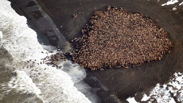 A Legion Of Walruses, Hidden Moon Valleys, And Other Amazing Images Of The Week