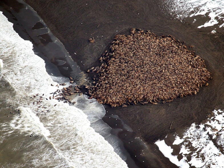 Dramatic sea ice loss caused Pacific walruses to come ashore in record numbers in September. The National Oceanic and Atmospheric Administration (NOAA) spotted an estimated 35,000 walruses on Alaskan beaches during their annual arctic marine mammal aerial survey.