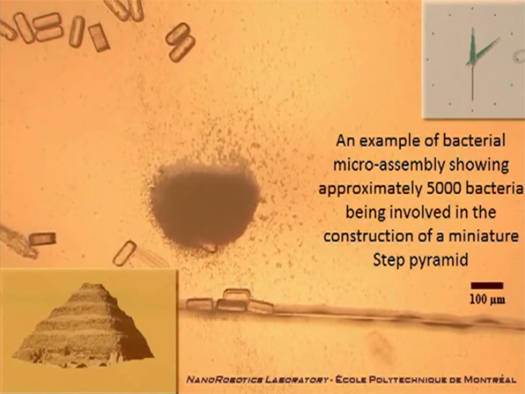 Video: Computer-Controlled Bacteria Build a Miniature Pyramid