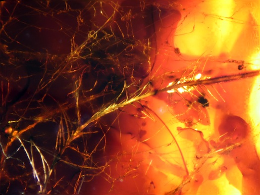 A Treasure Trove of Dinosaur Protofeathers, Trapped in Amber