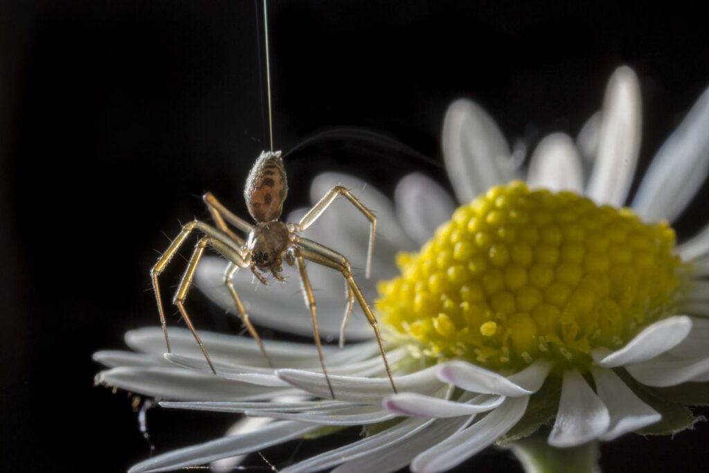 a spider on a flower