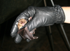 This is a little brown bat (<em>myotis lucifungus</em>) from New Hampshire. She was caught in a harp trap, which biologists use to trap and band bats.