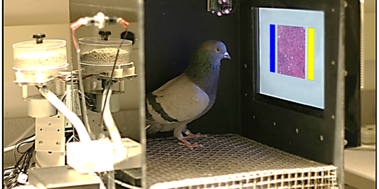 Pigeons Are Actually Pretty Good At Identifying Malignant Cancer