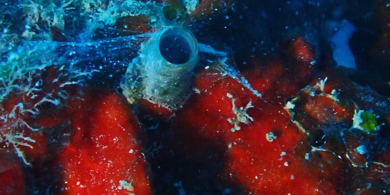 This “Spiderman” sea snail shoots webs of mucus