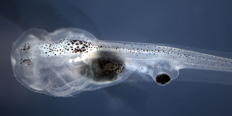 Blind tadpoles learn to see using eyeballs attached to their butts