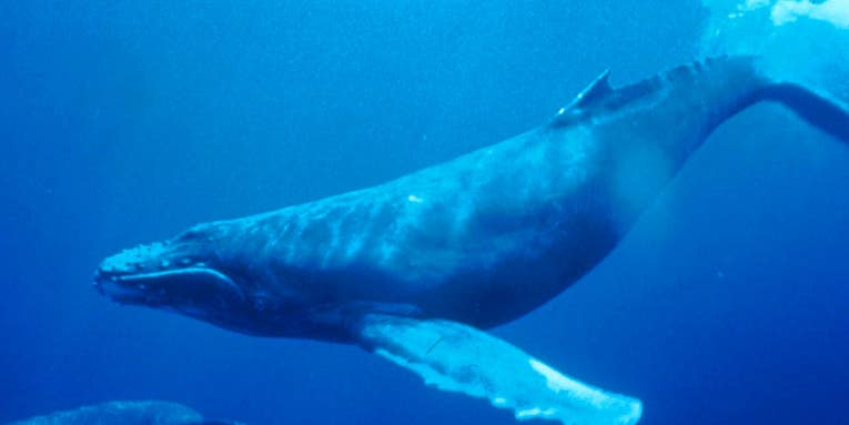 Protein From Whales Might Make Better Synthetic Blood
