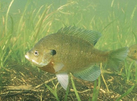Bluegill fish swimming in the water