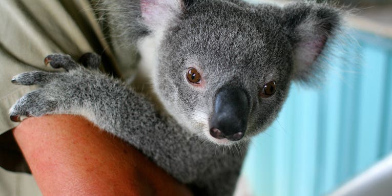 Australia Reclassifies the Koala as a “Vulnerable” Species