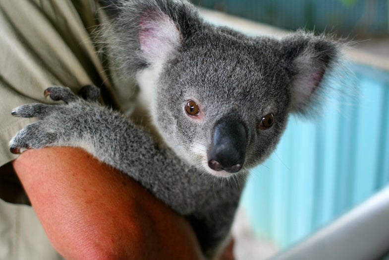Australia Reclassifies the Koala as a “Vulnerable” Species