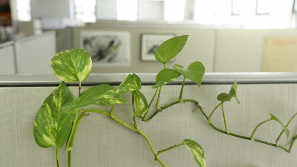 A plant in the Popular Science offices