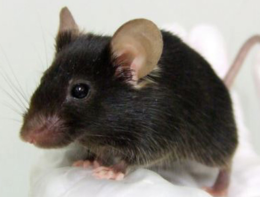 Japanese Create A Mutant Mouse That Tweets Like a Bird