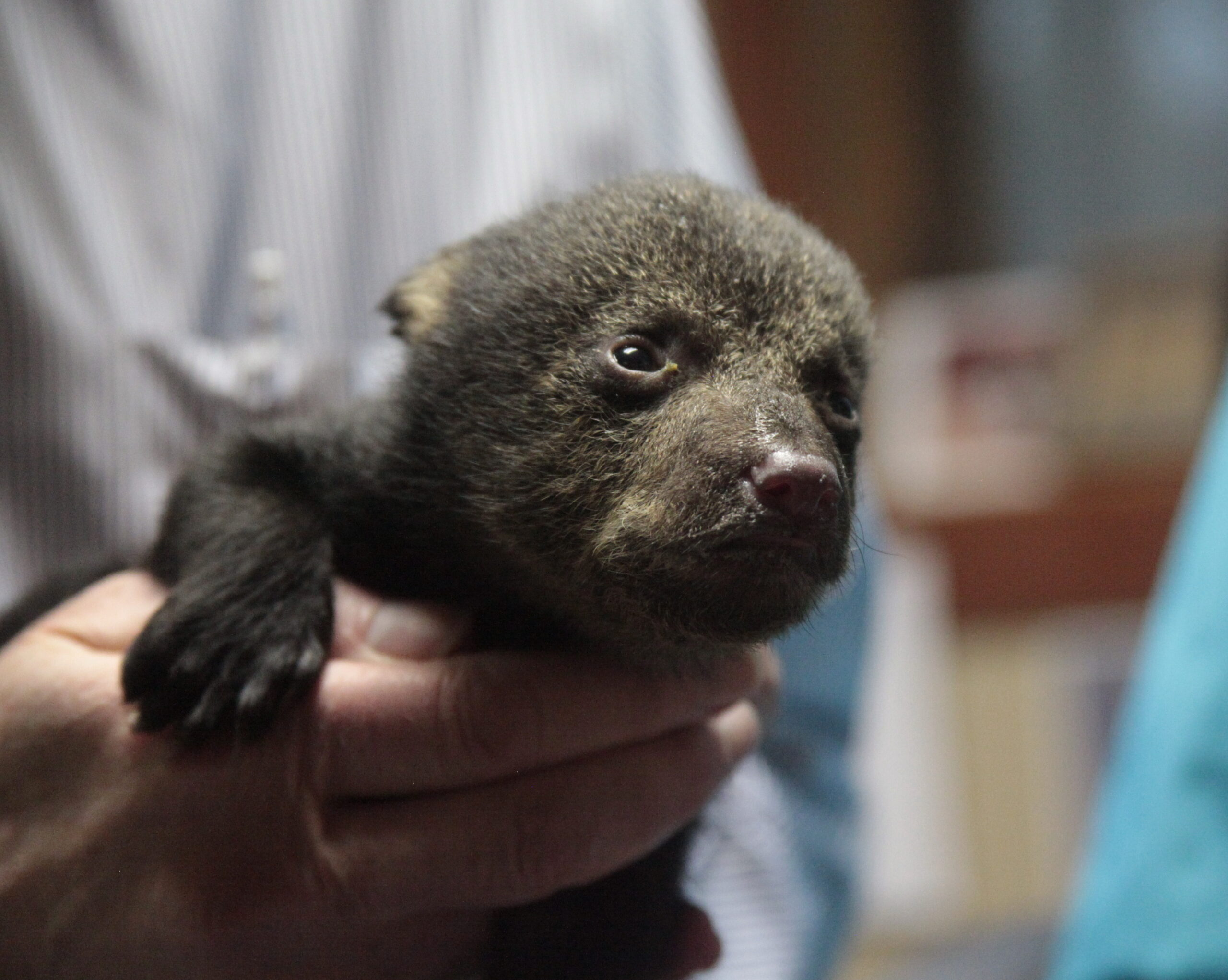 An orphaned bear cub held by Principle Deputy Undersecretary of the Interior Michael Bean. The bear was rescued after the death of its mother and is expected to be repatriated to a nursing foster bear in the wild. Photo by Tom MacKenzie
