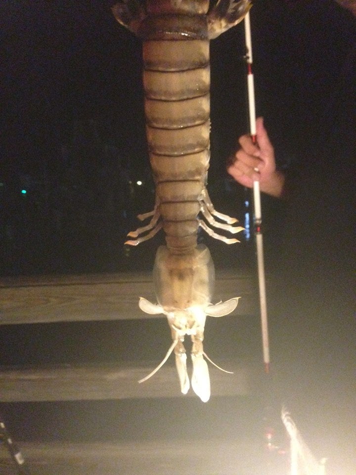 The Florida Fish and Wildlife Conservation Commission <a href="https://www.facebook.com/MyFWC/posts/10152650268108349/">posted this image</a> on Facebook, of an 18-inch-long creature pulled out of the water by Steve Bargeron in Fort Pierce, Florida. "Scientists think it may be some type of mantis shrimp (which are actually not related to shrimp, but are a type of crustacean called a stomatopod), and continue to review the photos to identify the exact species."