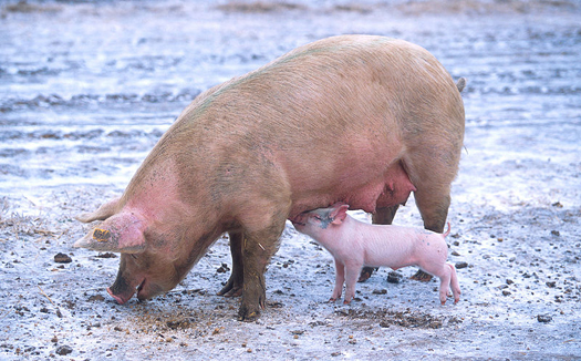 Potty-Training Pigs Cuts Runoff From Taiwanese Farms by 80 Percent
