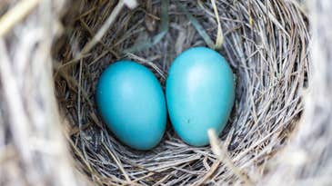 Birds’ ability to fly could determine the shape of their eggs